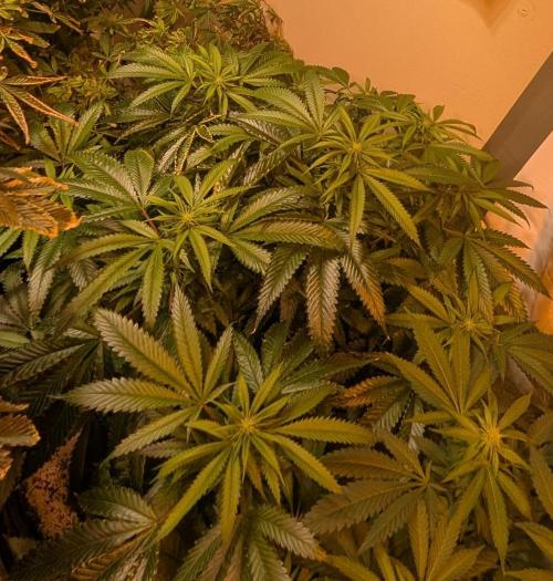 Pellezino Cookies. Week 23