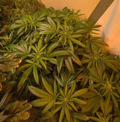 Pellezino Cookies. Week 23