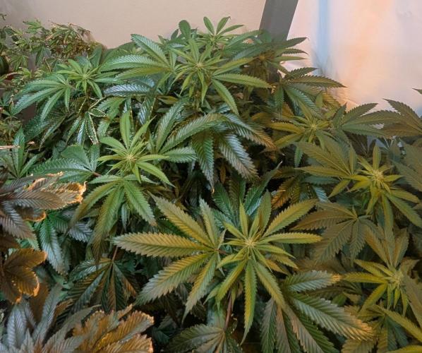 Pellezino Cookies. Week 23