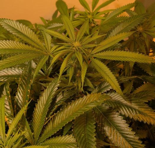 Pellezino Cookies. Week 23