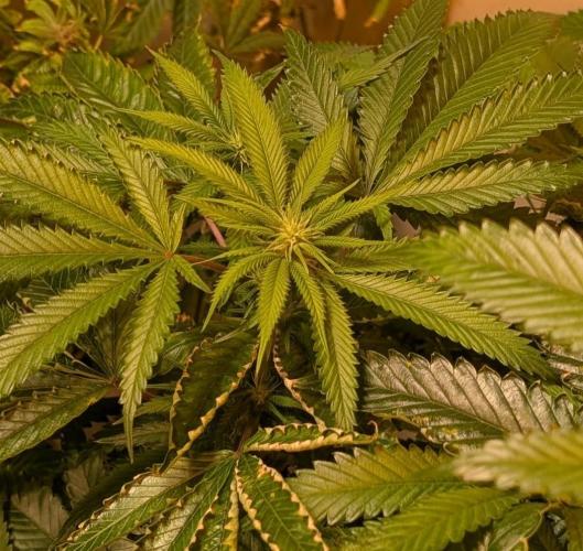 Pellezino Cookies. Week 23