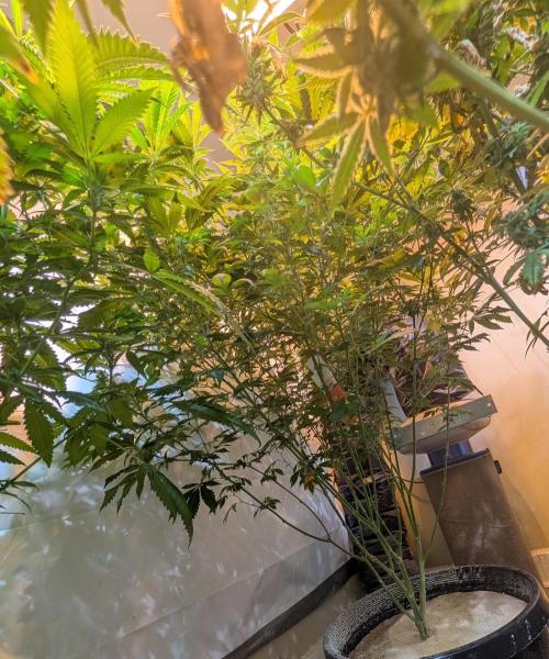 Forbidden Fruit. Week 23
