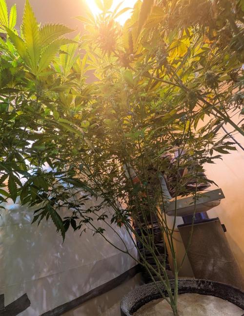 Forbidden Fruit. Week 23
