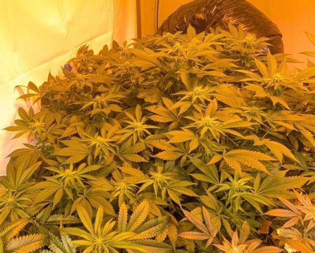 Forbidden Fruit. Week 23