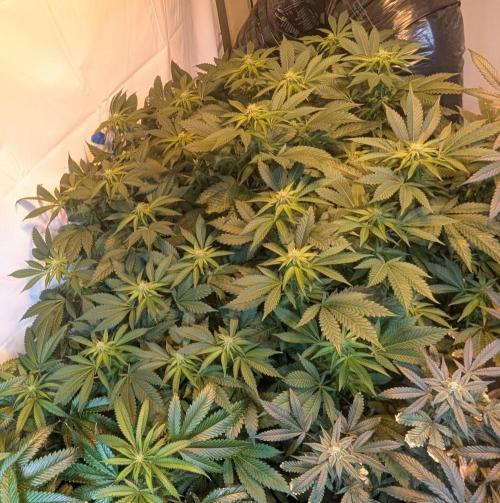 Forbidden Fruit. Week 23