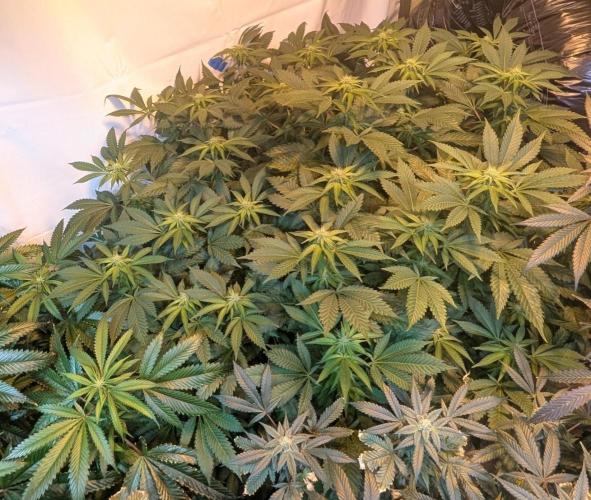 Forbidden Fruit. Week 23