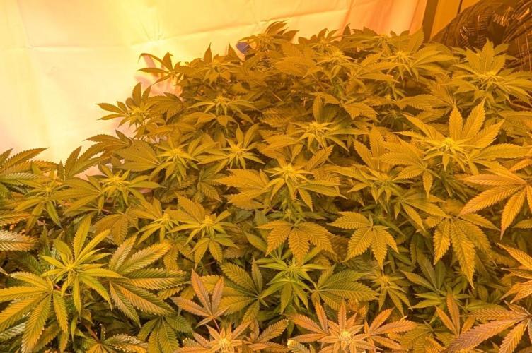 Forbidden Fruit. Week 23