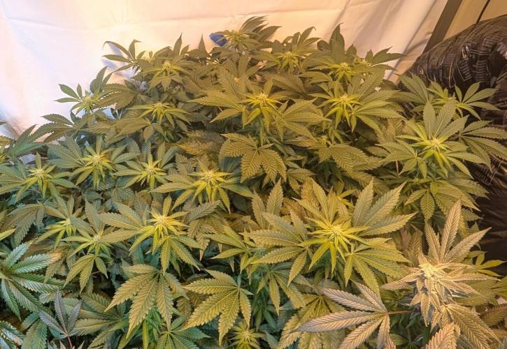 Forbidden Fruit. Week 23