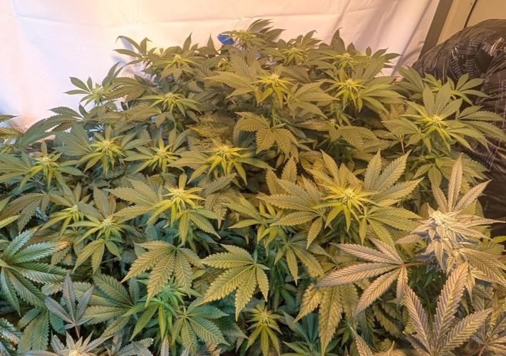 Forbidden Fruit. Week 23