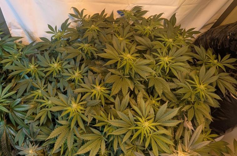 Forbidden Fruit. Week 23