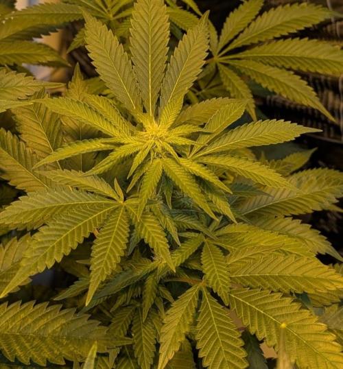 Forbidden Fruit. Week 23