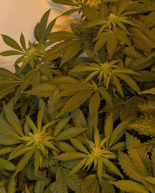Forbidden Fruit . Week 23