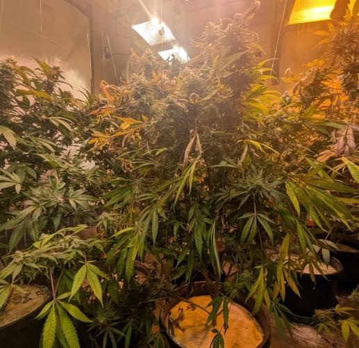 Sunset Sherbet. Week 24