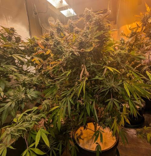 Sunset Sherbet. Week 24