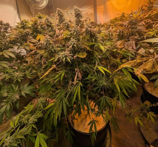 Sunset Sherbet. Week 24