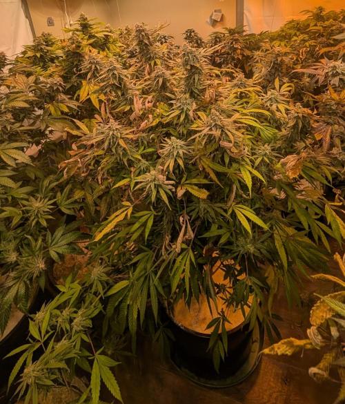 Sunset Sherbet. Week 24
