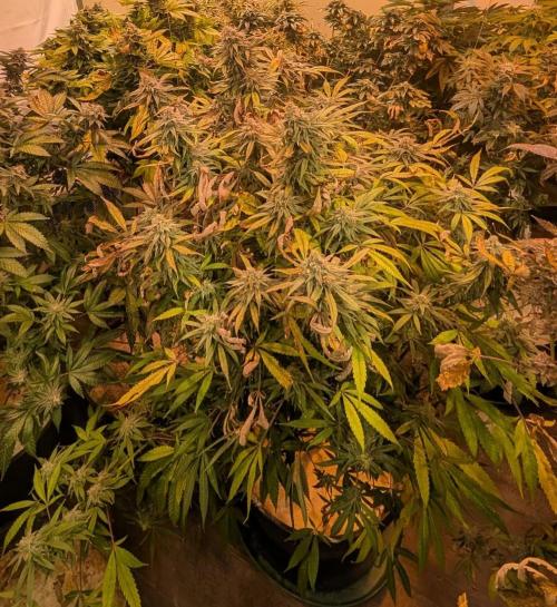 Sunset Sherbet. Week 24