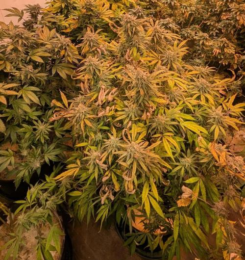 Sunset Sherbet. Week 24