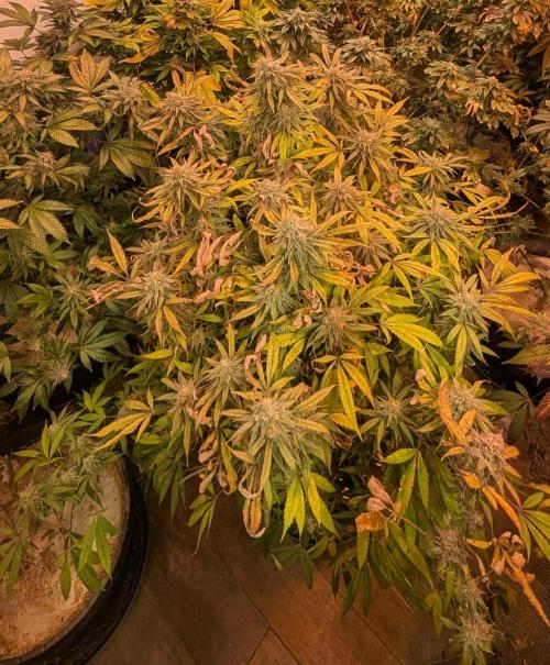 Sunset Sherbet. Week 24
