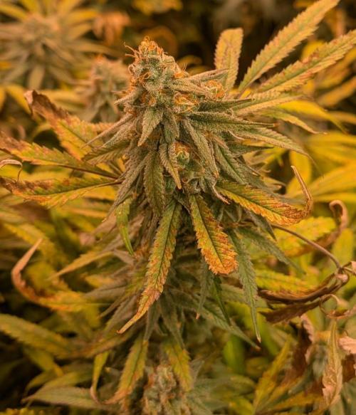 Sunset Sherbet. Week 24