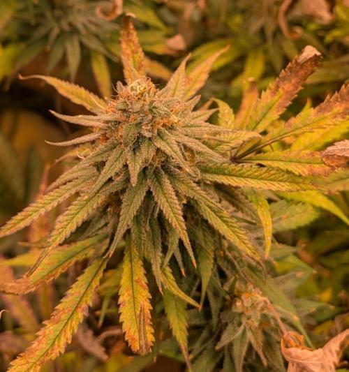 Sunset Sherbet. Week 24