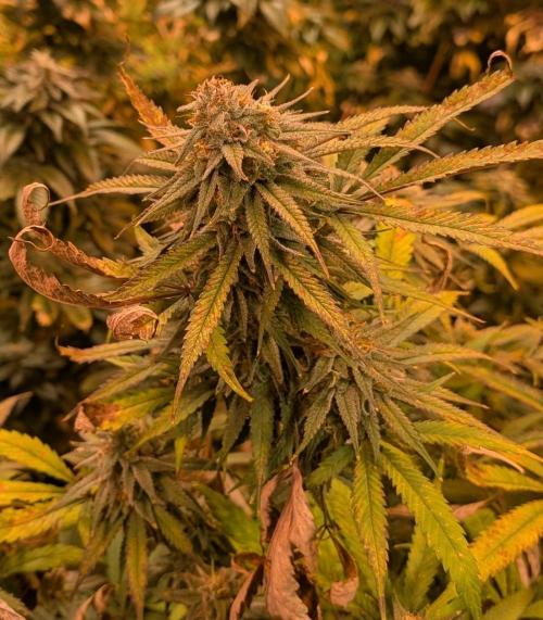Sunset Sherbet. Week 24
