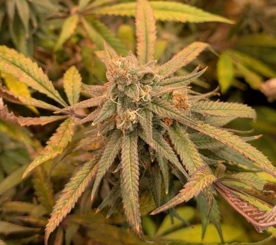 Sunset Sherbet. Week 24