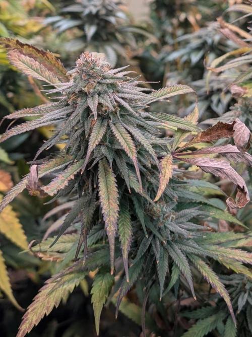 Sunset Sherbet. Week 24