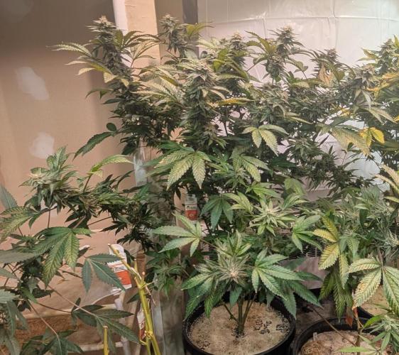 Cereal Milk. Week 24