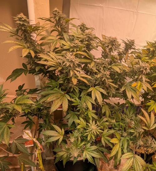 Cereal Milk. Week 24