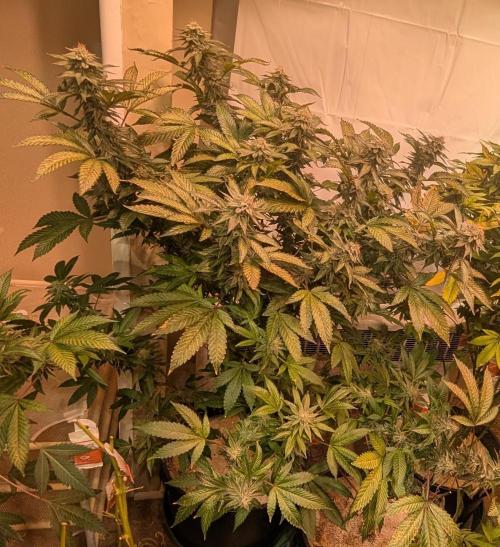 Cereal Milk. Week 24