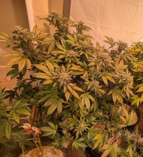 Cereal Milk. Week 24