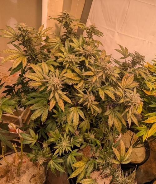 Cereal Milk. Week 24