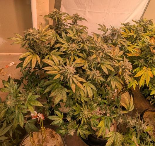 Cereal Milk. Week 24