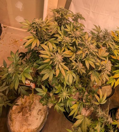 Cereal Milk. Week 24