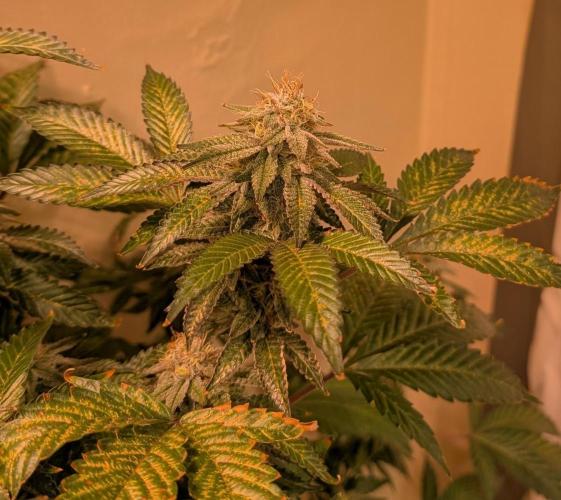 Cereal Milk. Week 24