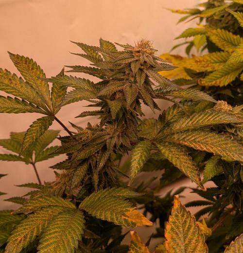 Cereal Milk. Week 24