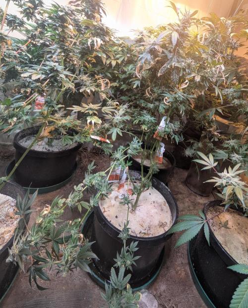 Zoap RosΓ©. Week 24
