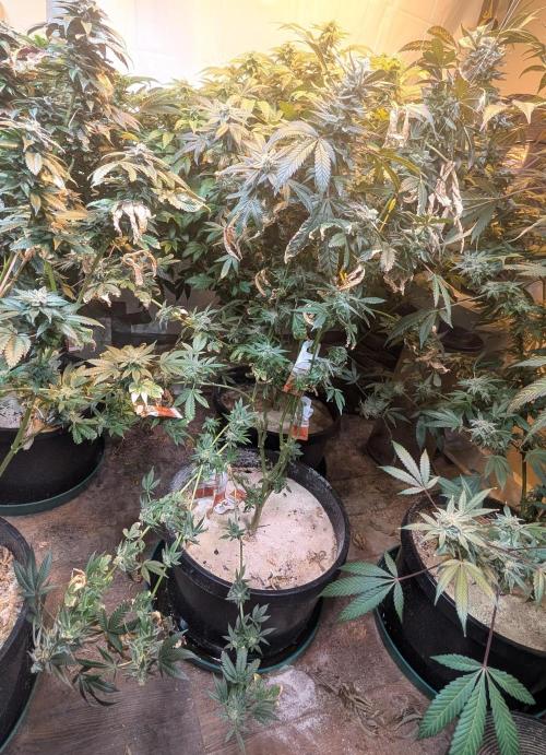 Zoap RosΓ©. Week 24