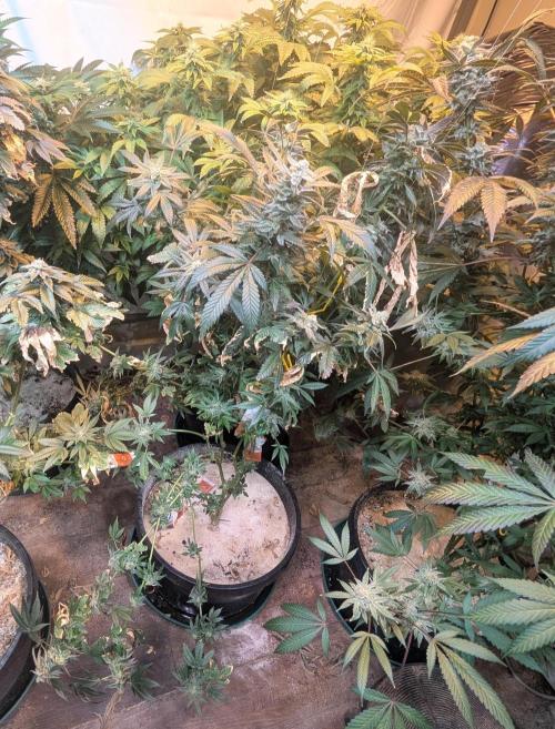 Zoap RosΓ©. Week 24