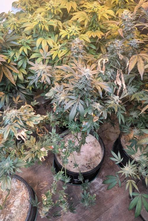 Zoap RosΓ©. Week 24