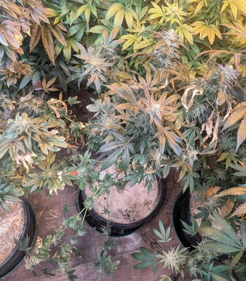 Zoap RosΓ©. Week 24