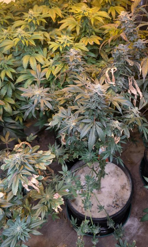 Zoap RosΓ©. Week 24