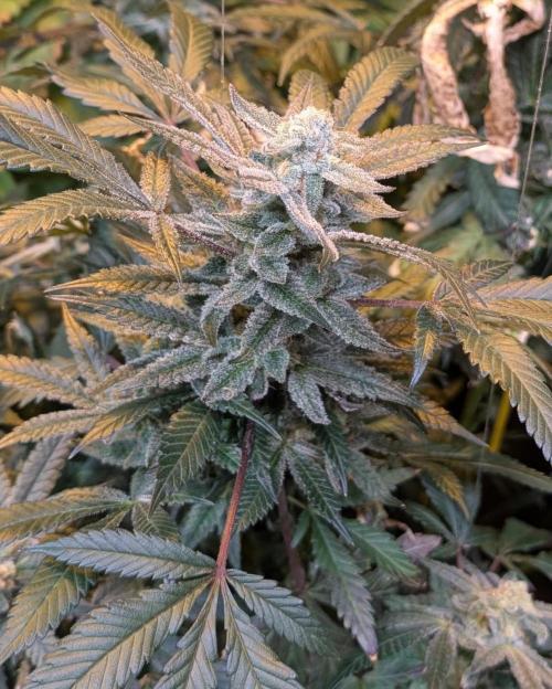 Zoap RosΓ©. Week 24