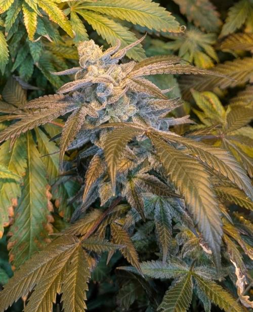 Zoap RosΓ©. Week 24