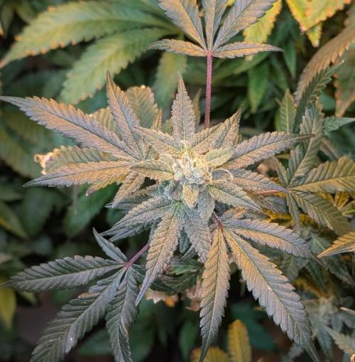 Zoap RosΓ©. Week 24