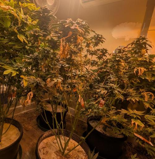 Pink Gelato. Week 24