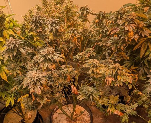 Pink Gelato. Week 24
