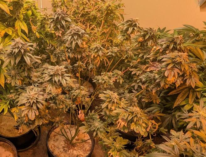Pink Gelato. Week 24