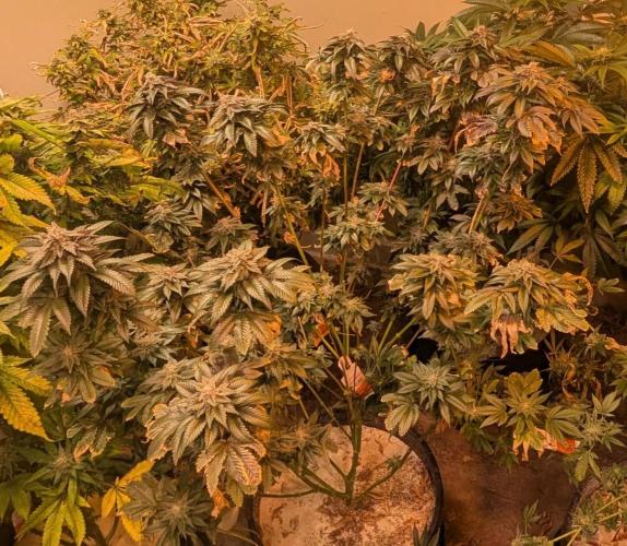 Pink Gelato. Week 24